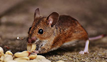 24 Hour & Emergency Exterminators in South Chesterfield, VA